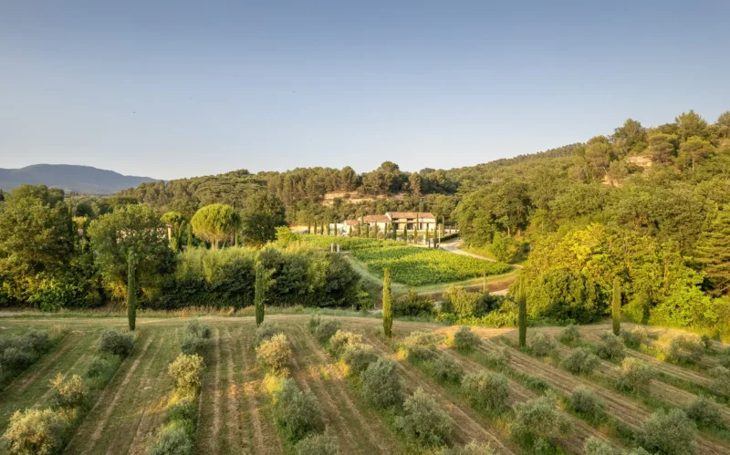 Bastide du Laval "Tradition" Olive Oil - Image 3